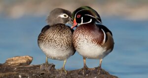 Two wood ducks. Image by Gregory Lis